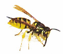 Biene