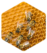 Bienen