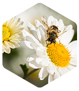 Blüte