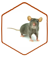 Maus